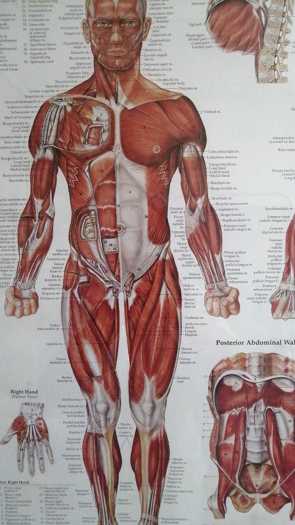 Ecografia hombro Unilateral